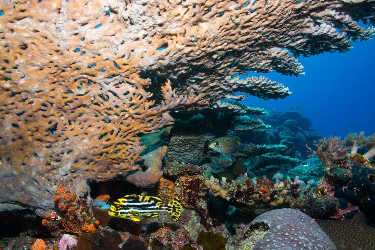 Gecko Nature Lodge Home Of Swahili Divers The Best Dive Center And Famous Gecko Restaurant Verani ภายนอก รูปภาพ