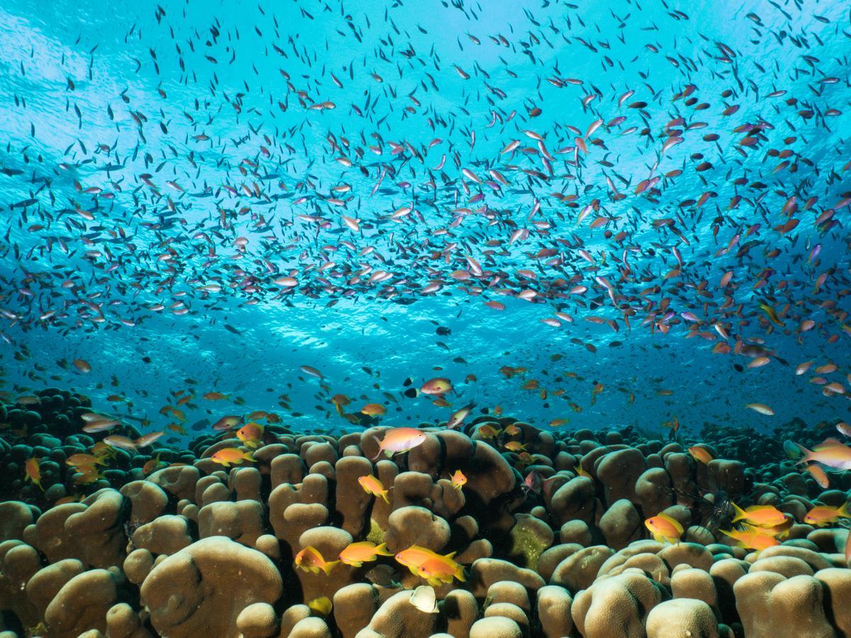 Gecko Nature Lodge Home Of Swahili Divers The Best Dive Center And Famous Gecko Restaurant Verani ภายนอก รูปภาพ