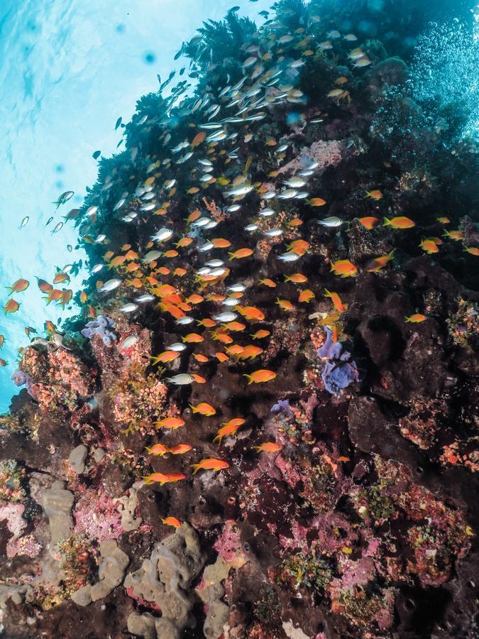 Gecko Nature Lodge Home Of Swahili Divers The Best Dive Center And Famous Gecko Restaurant Verani ภายนอก รูปภาพ