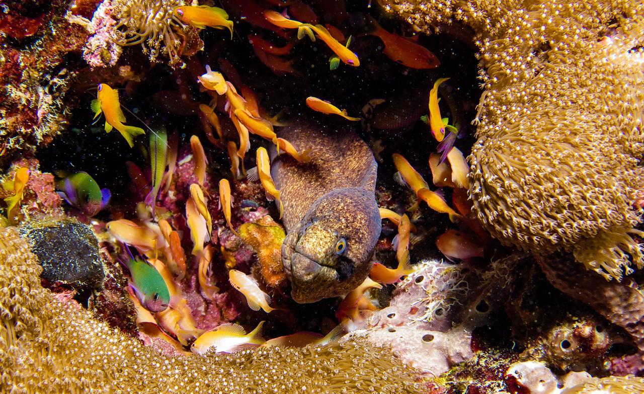 Gecko Nature Lodge Home Of Swahili Divers The Best Dive Center And Famous Gecko Restaurant Verani ภายนอก รูปภาพ