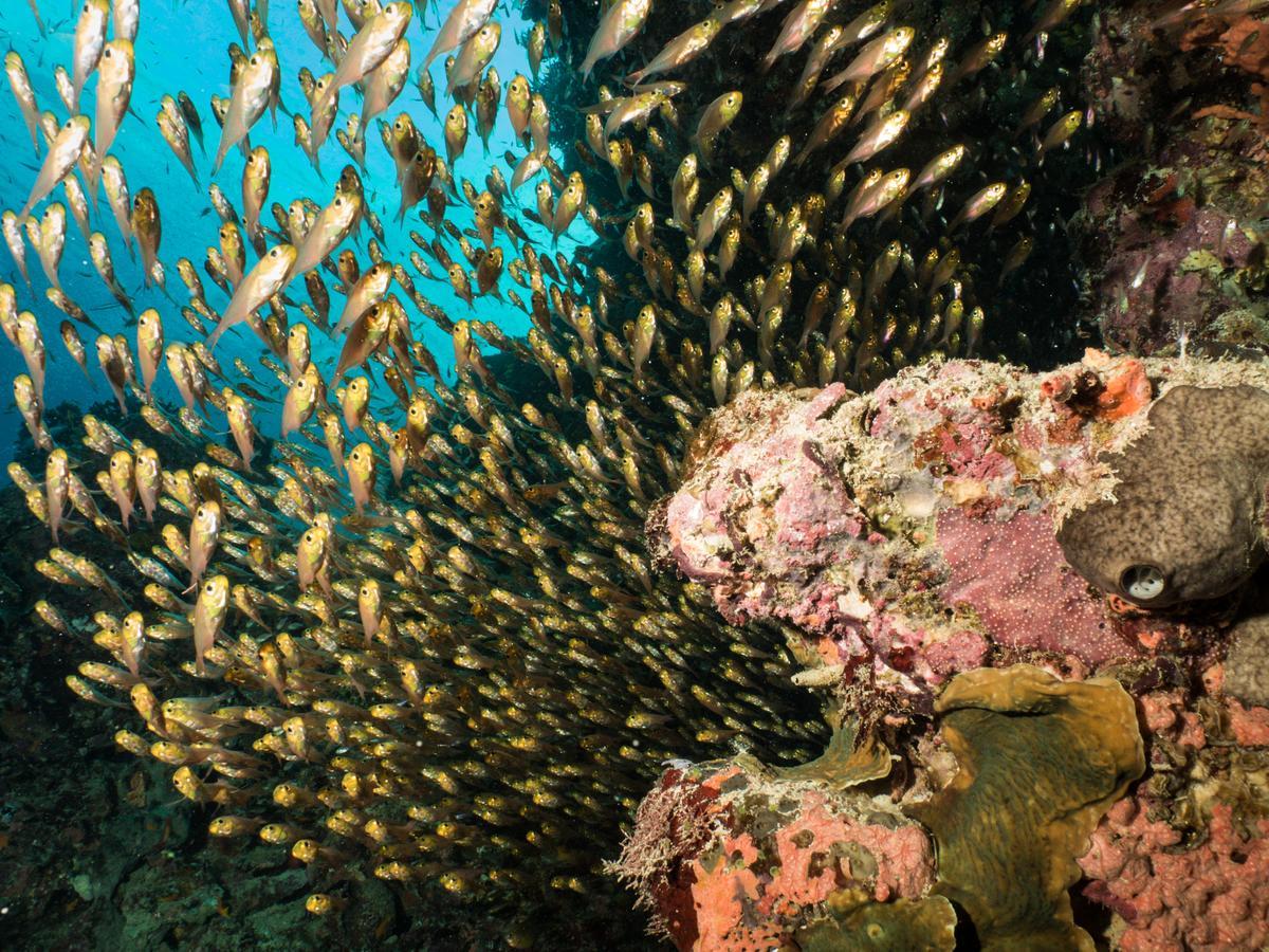 Gecko Nature Lodge Home Of Swahili Divers The Best Dive Center And Famous Gecko Restaurant Verani ภายนอก รูปภาพ