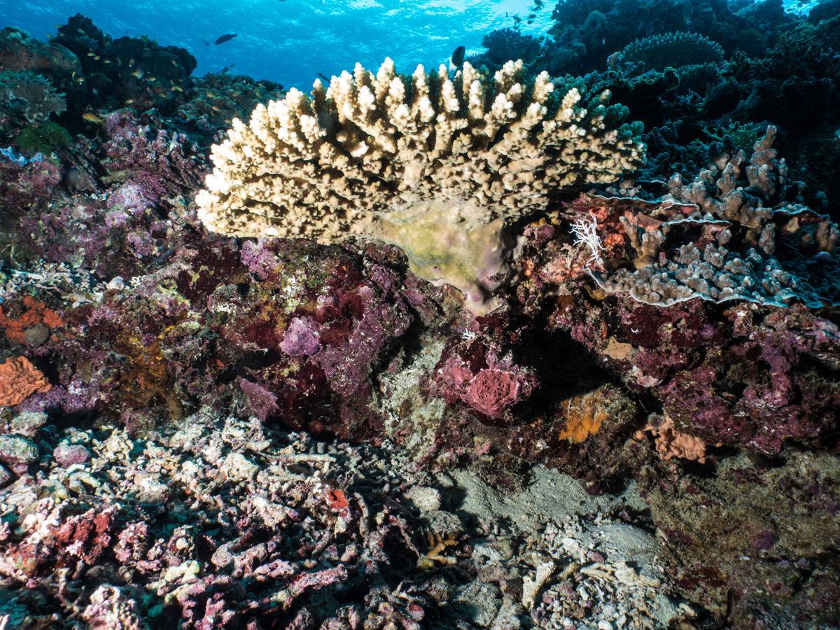 Gecko Nature Lodge Home Of Swahili Divers The Best Dive Center And Famous Gecko Restaurant Verani ภายนอก รูปภาพ