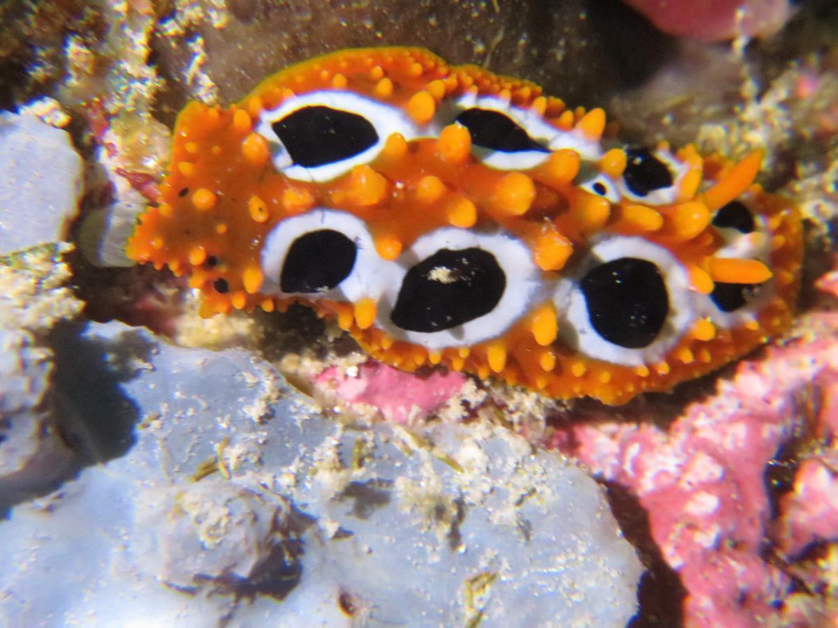 Gecko Nature Lodge Home Of Swahili Divers The Best Dive Center And Famous Gecko Restaurant Verani ภายนอก รูปภาพ