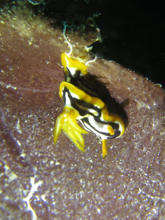 Gecko Nature Lodge Home Of Swahili Divers The Best Dive Center And Famous Gecko Restaurant Verani ภายนอก รูปภาพ