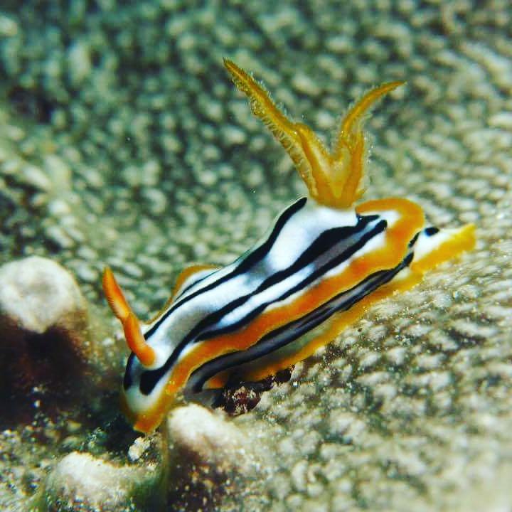 Gecko Nature Lodge Home Of Swahili Divers The Best Dive Center And Famous Gecko Restaurant Verani ภายนอก รูปภาพ