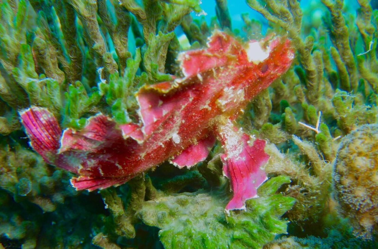 Gecko Nature Lodge Home Of Swahili Divers The Best Dive Center And Famous Gecko Restaurant Verani ภายนอก รูปภาพ