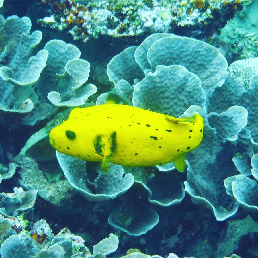 Gecko Nature Lodge Home Of Swahili Divers The Best Dive Center And Famous Gecko Restaurant Verani ภายนอก รูปภาพ