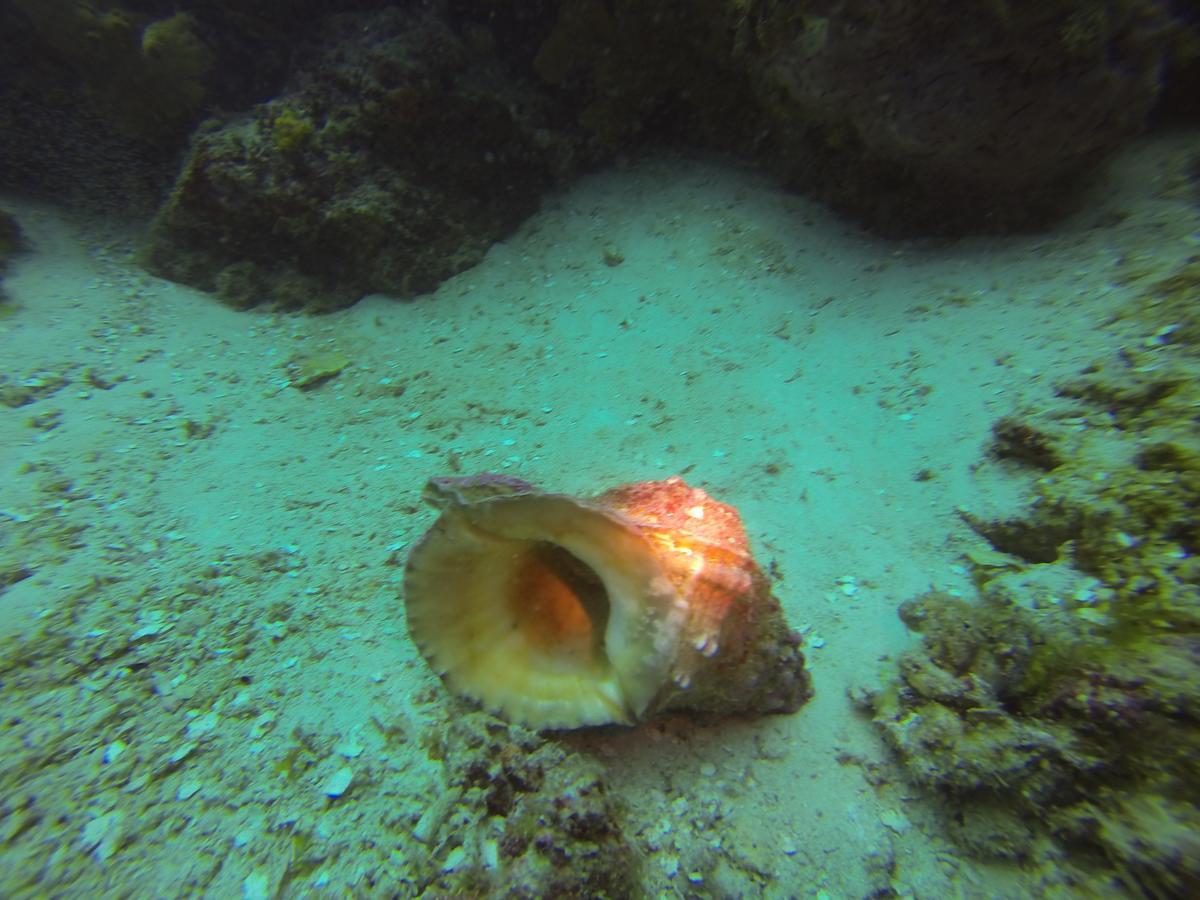 Gecko Nature Lodge Home Of Swahili Divers The Best Dive Center And Famous Gecko Restaurant Verani ภายนอก รูปภาพ